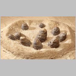 Troodon nest2.jpg